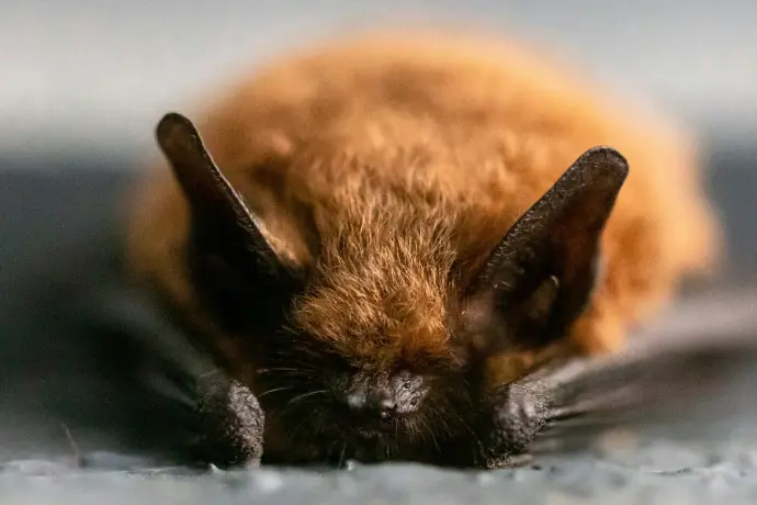 Formation à la détermination  Bioacoustique des Chiroptères – Niveau Intermédiaire